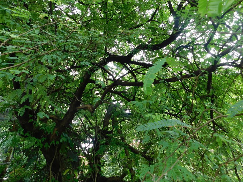Green Woods Bethlehem Kochi エクステリア 写真